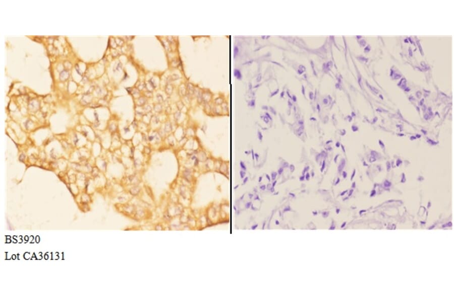 Anti-Rab 6A (K144) Antibody from Bioworld Technology (BS3920) - Antibodies.com