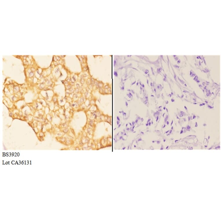 Anti-Rab 6A (K144) Antibody from Bioworld Technology (BS3920) - Antibodies.com