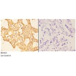 Anti-Rab 6A (K144) Antibody from Bioworld Technology (BS3920) - Antibodies.com