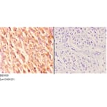 Anti-Rab 6A (K144) Antibody from Bioworld Technology (BS3920) - Antibodies.com