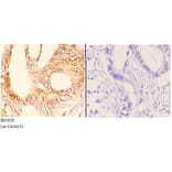 Anti-Rab 6A (K144) Antibody from Bioworld Technology (BS3920) - Antibodies.com