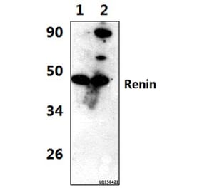 Anti-Renin (L238) Antibody from Bioworld Technology (BS3925) - Antibodies.com