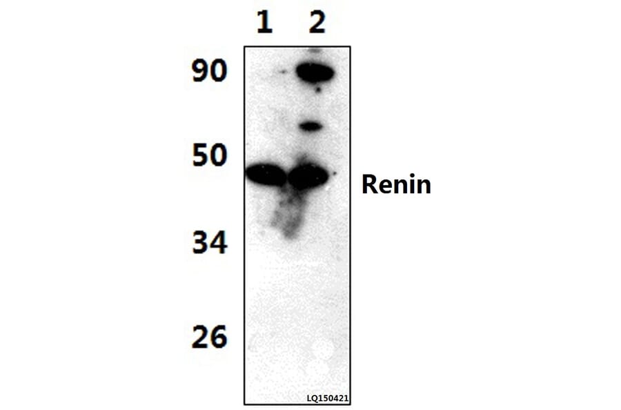 Anti-Renin (L238) Antibody from Bioworld Technology (BS3925) - Antibodies.com