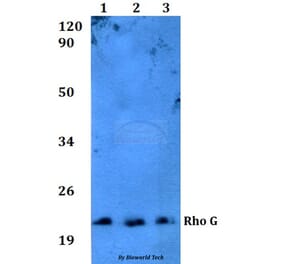 Anti-Rho G (Q132) Antibody from Bioworld Technology (BS3931) - Antibodies.com