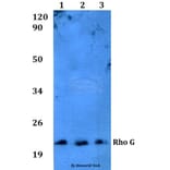 Anti-Rho G (Q132) Antibody from Bioworld Technology (BS3931) - Antibodies.com