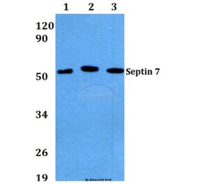 Anti-Septin 7 (M368) Antibody from Bioworld Technology (BS3937) - Antibodies.com