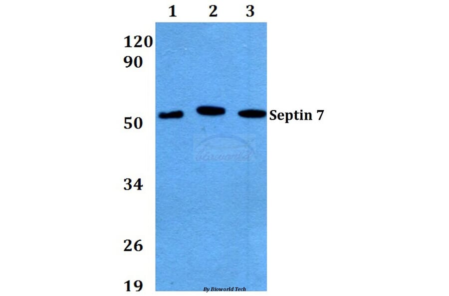 Anti-Septin 7 (M368) Antibody from Bioworld Technology (BS3937) - Antibodies.com