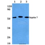 Anti-Septin 7 (M368) Antibody from Bioworld Technology (BS3937) - Antibodies.com