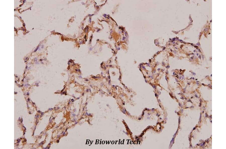 Anti-Septin 7 (M368) Antibody from Bioworld Technology (BS3937) - Antibodies.com