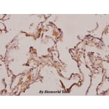 Anti-Septin 7 (M368) Antibody from Bioworld Technology (BS3937) - Antibodies.com