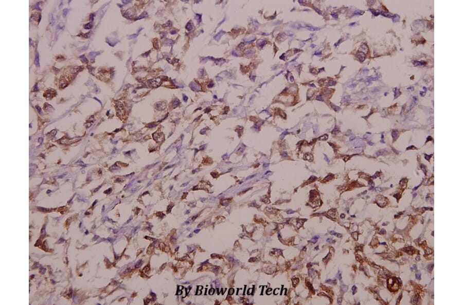 Anti-OATP1 (N286) Antibody from Bioworld Technology (BS3952) - Antibodies.com