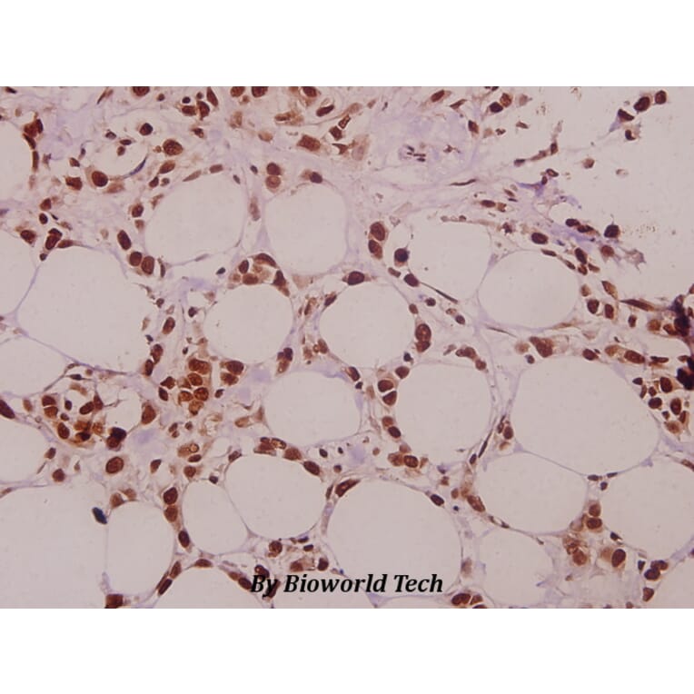Anti-SFRS15 (V641) Antibody from Bioworld Technology (BS3953) - Antibodies.com