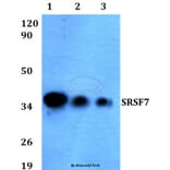 Anti-SRSF7 (N103) Antibody from Bioworld Technology (BS3954) - Antibodies.com