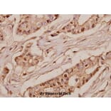Anti-SRSF7 (N103) Antibody from Bioworld Technology (BS3954) - Antibodies.com