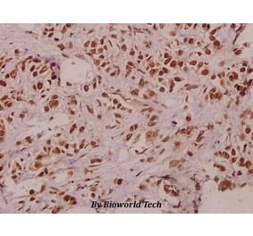 Anti-TCEAL1 (E123) Antibody from Bioworld Technology (BS3956) - Antibodies.com