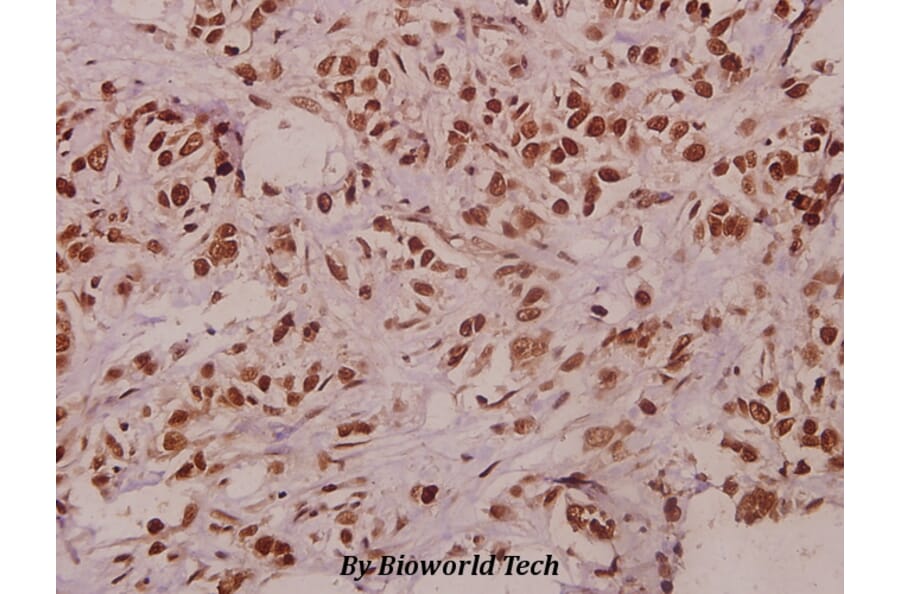 Anti-TCEAL1 (E123) Antibody from Bioworld Technology (BS3956) - Antibodies.com