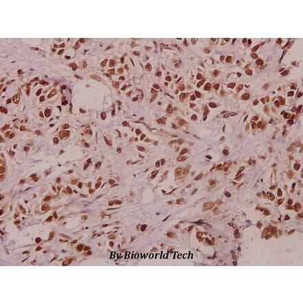 Anti-TCEAL1 (E123) Antibody from Bioworld Technology (BS3956) - Antibodies.com