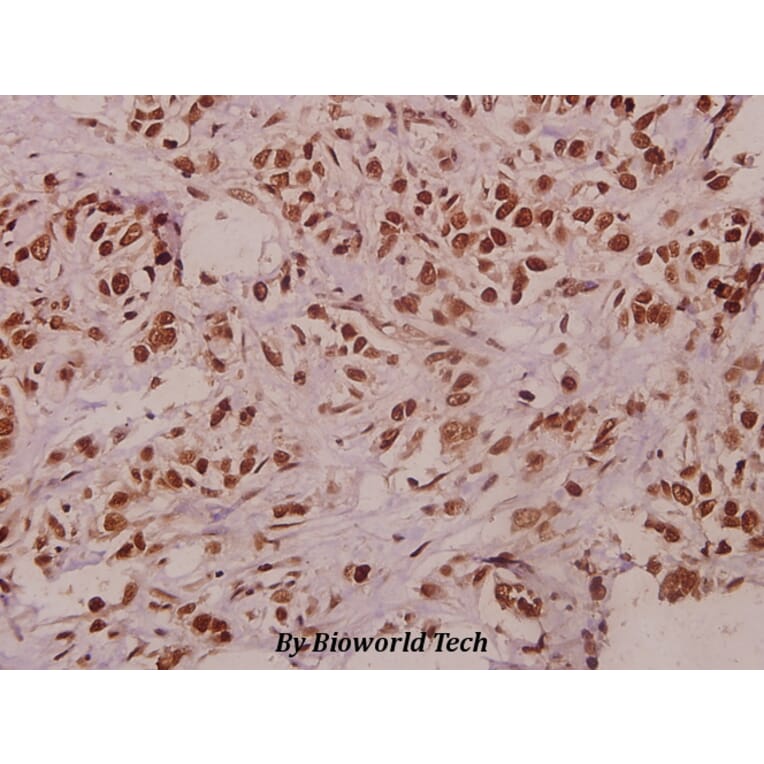 Anti-TCEAL1 (E123) Antibody from Bioworld Technology (BS3956) - Antibodies.com