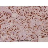 Anti-TCEAL1 (E123) Antibody from Bioworld Technology (BS3956) - Antibodies.com