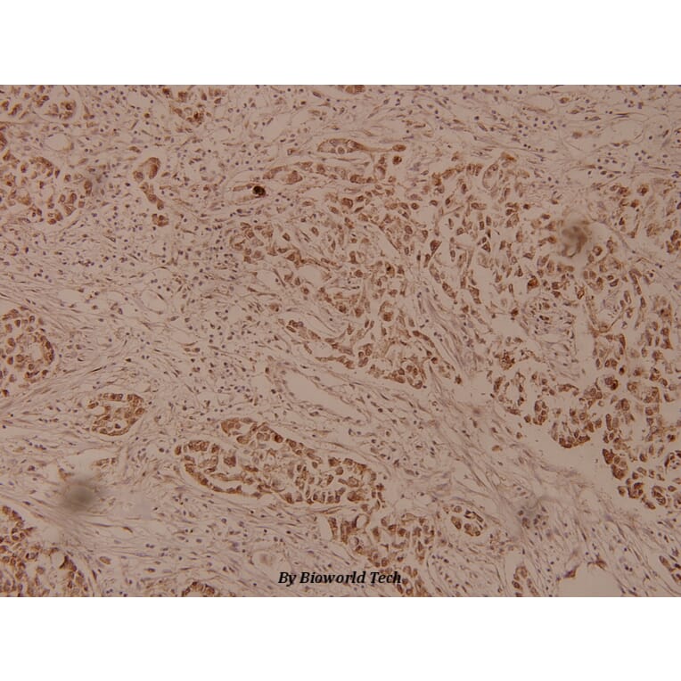 Anti-ZP1 (G259) Antibody from Bioworld Technology (BS3967) - Antibodies.com