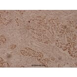 Anti-ZP1 (G259) Antibody from Bioworld Technology (BS3967) - Antibodies.com