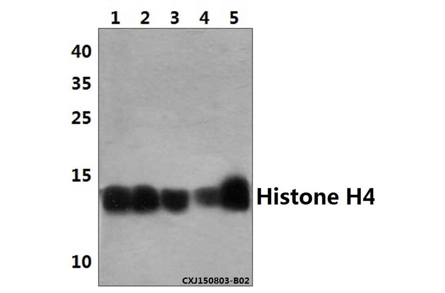 Anti-Histone H4 (G9) Antibody from Bioworld Technology (BS3970) - Antibodies.com