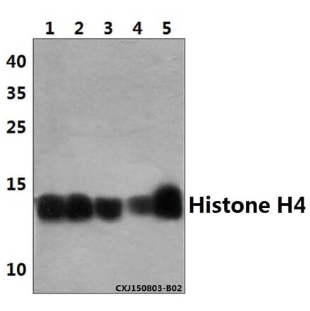 Anti-Histone H4 (G9) Antibody from Bioworld Technology (BS3970) - Antibodies.com
