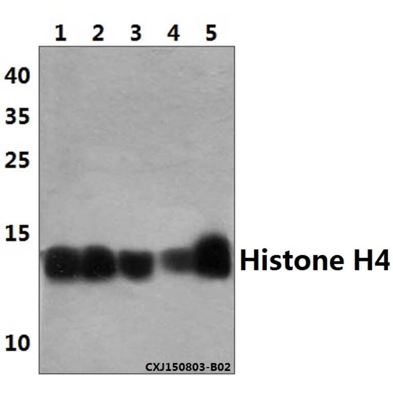 Anti-Histone H4 (G9) Antibody from Bioworld Technology (BS3970) - Antibodies.com