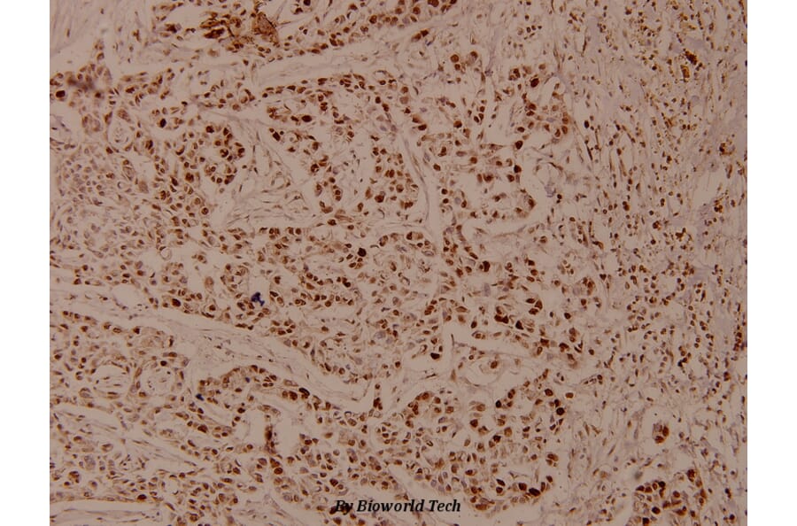 Anti-Histone H4 (G9) Antibody from Bioworld Technology (BS3970) - Antibodies.com