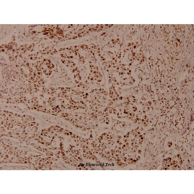 Anti-Histone H4 (G9) Antibody from Bioworld Technology (BS3970) - Antibodies.com