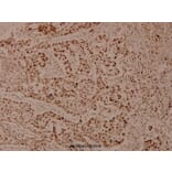 Anti-Histone H4 (G9) Antibody from Bioworld Technology (BS3970) - Antibodies.com