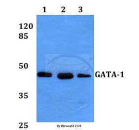 Anti-GATA-1 (L136) Antibody from Bioworld Technology (BS3971) - Antibodies.com