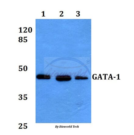 Anti-GATA-1 (L136) Antibody from Bioworld Technology (BS3971) - Antibodies.com