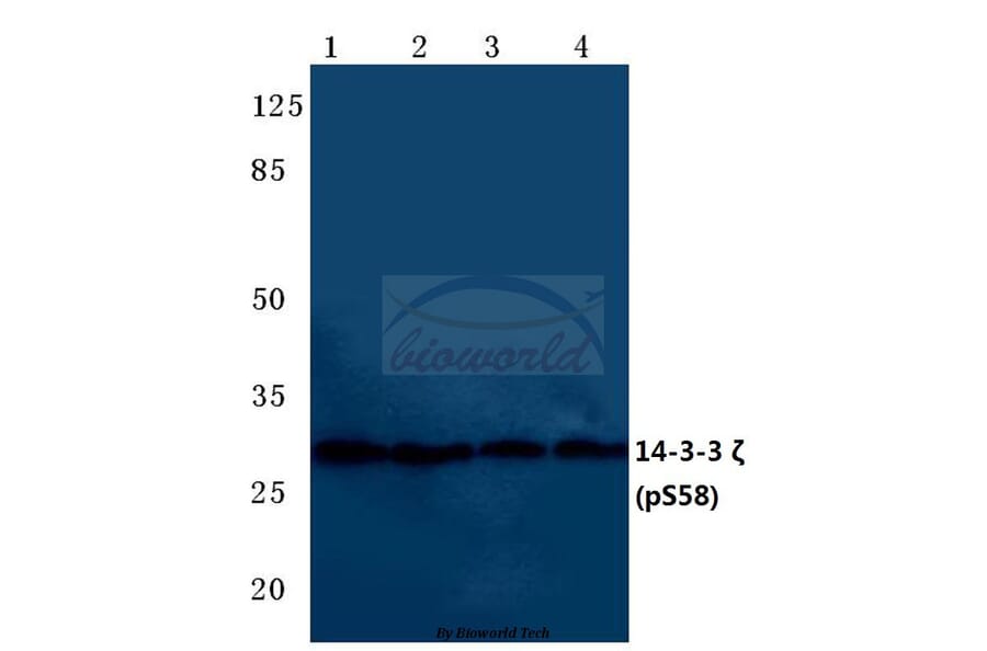 Anti-14-3-3 ζ (phospho-S58) Antibody from Bioworld Technology (BS4001) - Antibodies.com