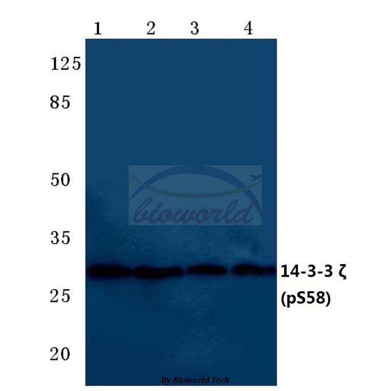 Anti-14-3-3 ζ (phospho-S58) Antibody from Bioworld Technology (BS4001) - Antibodies.com