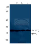 Anti-14-3-3 ζ (phospho-S58) Antibody from Bioworld Technology (BS4001) - Antibodies.com