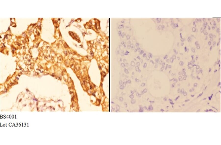 Anti-14-3-3 ζ (phospho-S58) Antibody from Bioworld Technology (BS4001) - Antibodies.com