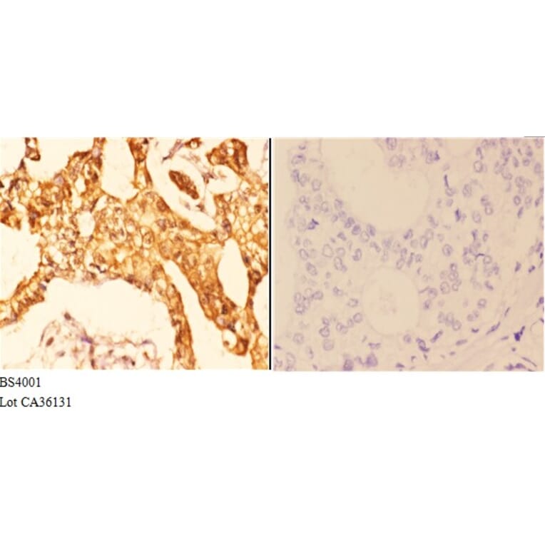 Anti-14-3-3 ζ (phospho-S58) Antibody from Bioworld Technology (BS4001) - Antibodies.com