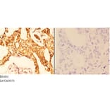 Anti-14-3-3 ζ (phospho-S58) Antibody from Bioworld Technology (BS4001) - Antibodies.com