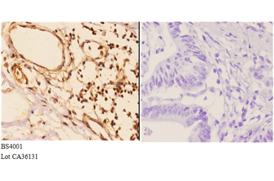 Anti-14-3-3 ζ (phospho-S58) Antibody from Bioworld Technology (BS4001) - Antibodies.com