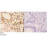 Anti-14-3-3 ζ (phospho-S58) Antibody from Bioworld Technology (BS4001) - Antibodies.com