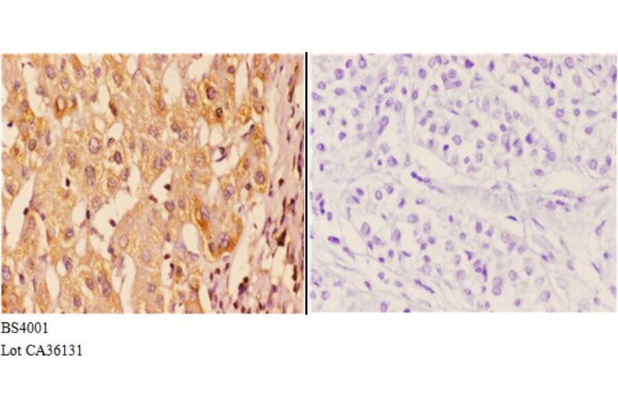 Anti-14-3-3 ζ (phospho-S58) Antibody from Bioworld Technology (BS4001) - Antibodies.com