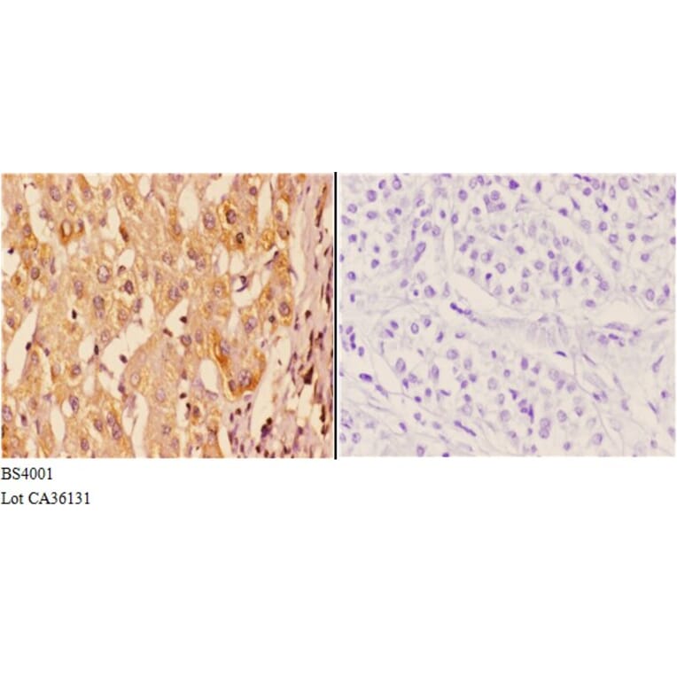 Anti-14-3-3 ζ (phospho-S58) Antibody from Bioworld Technology (BS4001) - Antibodies.com