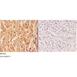 Anti-14-3-3 ζ (phospho-S58) Antibody from Bioworld Technology (BS4001) - Antibodies.com