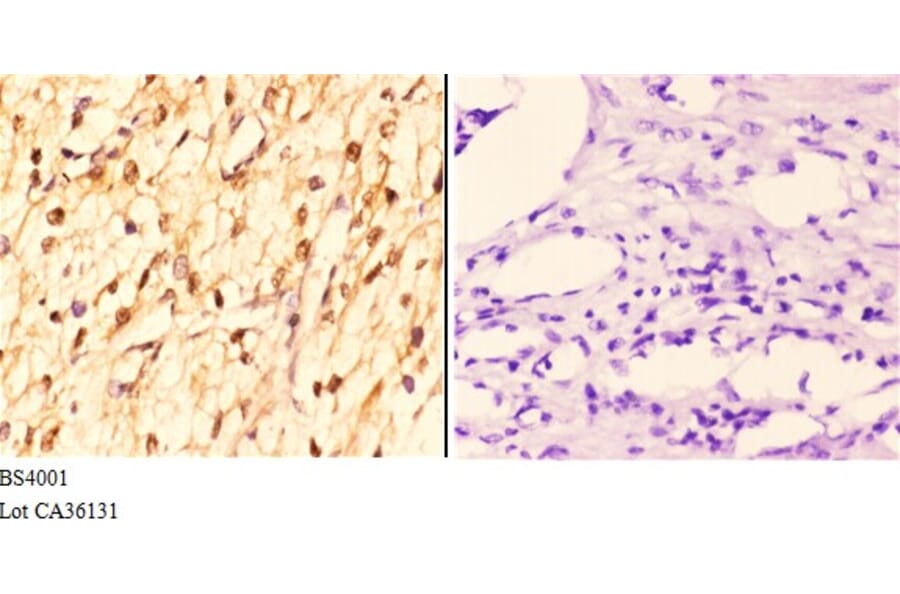 Anti-14-3-3 ζ (phospho-S58) Antibody from Bioworld Technology (BS4001) - Antibodies.com