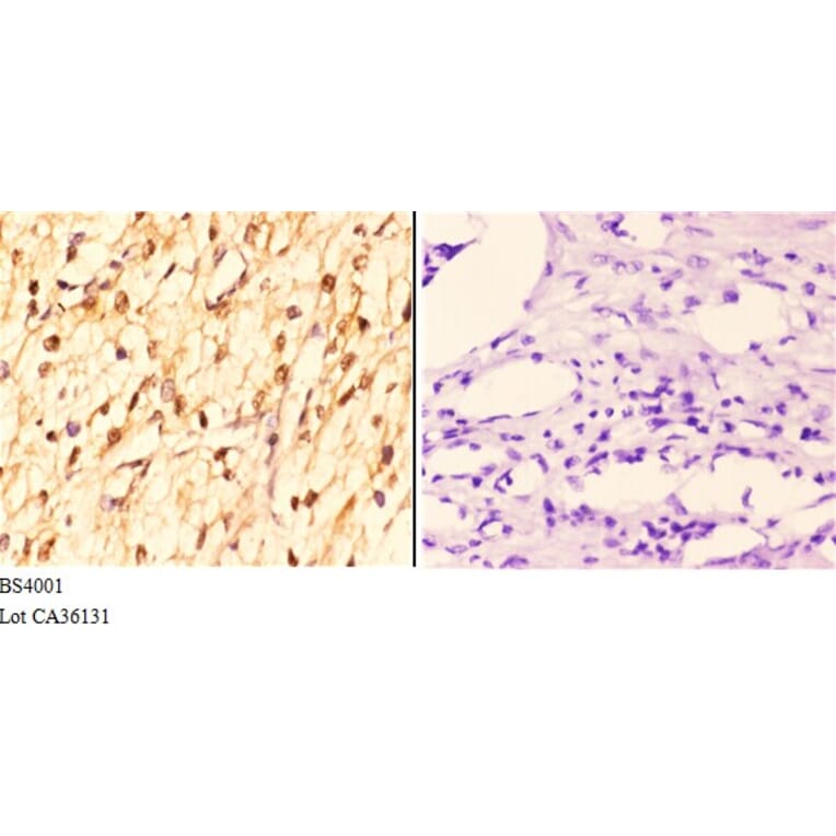 Anti-14-3-3 ζ (phospho-S58) Antibody from Bioworld Technology (BS4001) - Antibodies.com