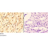 Anti-14-3-3 ζ (phospho-S58) Antibody from Bioworld Technology (BS4001) - Antibodies.com
