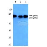 Anti-Adducin α/β Antibody from Bioworld Technology (BS4005) - Antibodies.com