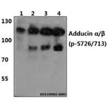 Anti-Adducin α/β Antibody from Bioworld Technology (BS4005) - Antibodies.com