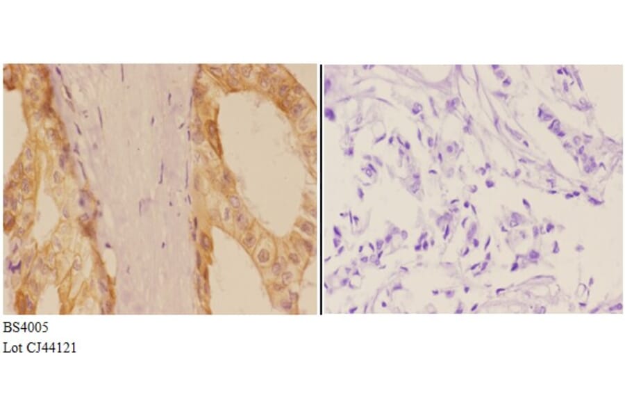 Anti-Adducin α/β Antibody from Bioworld Technology (BS4005) - Antibodies.com